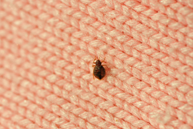 Bed-Bug-Treatment - Montclair Best Pest Pros | Montclair, CA
