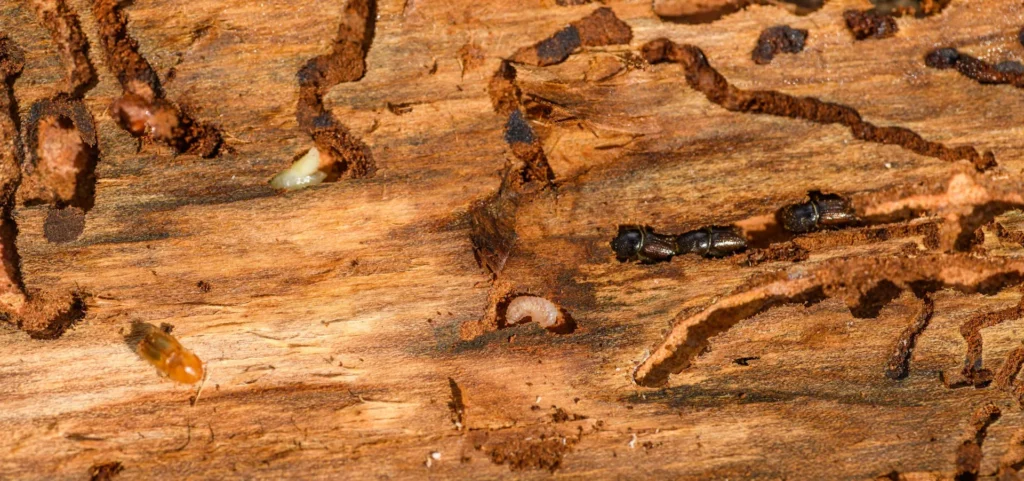 Is Your Home at Risk for Termite Damage - Montclair Best Pest Pros | Montclair, CA