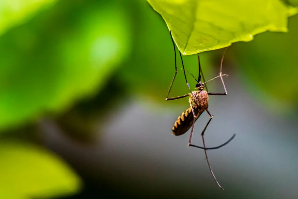 Mosquito-Control-for-Every-Outdoor-Space - Montclair Best Pest Pros | Montclair, CA