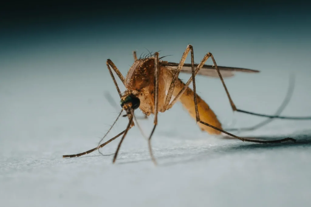 Protect Your Family from Mosquito-Borne-Diseases - Montclair Best Pest Pros | Montclair, CA