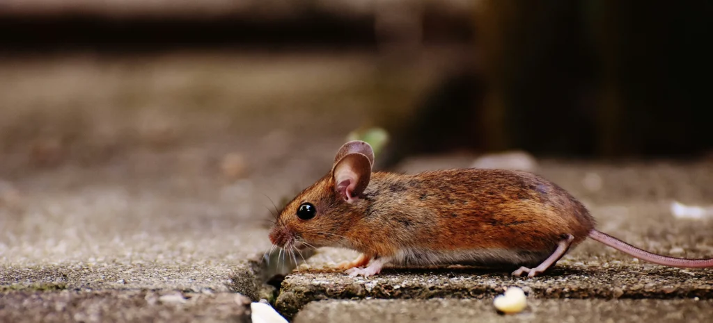 Residential-Commercial-Rodent-Solutions - Montclair Best Pest Pros | Montclair, CA