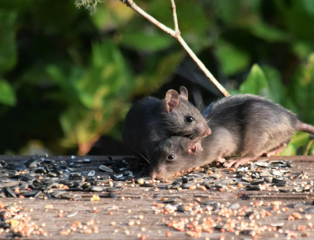 Rodent-Removal - Montclair Best Pest Pros | Montclair, CA