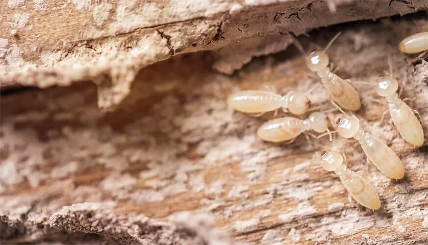 Signs You May Have a Termite Infestation - Montclair Best Pest Pros | Montclair, CA