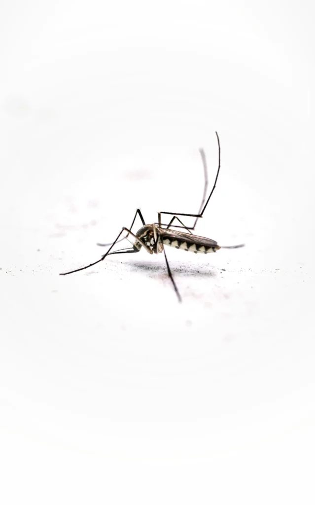Tired of Mosquitoes Ruining Your Evenings - Montclair Best Pest Pros | Montclair, CA