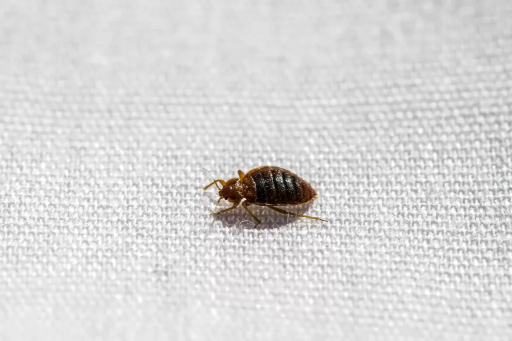 Why Bed Bug Heat Treatments Work Best - Montclair Best Pest Pros | Montclair, CA