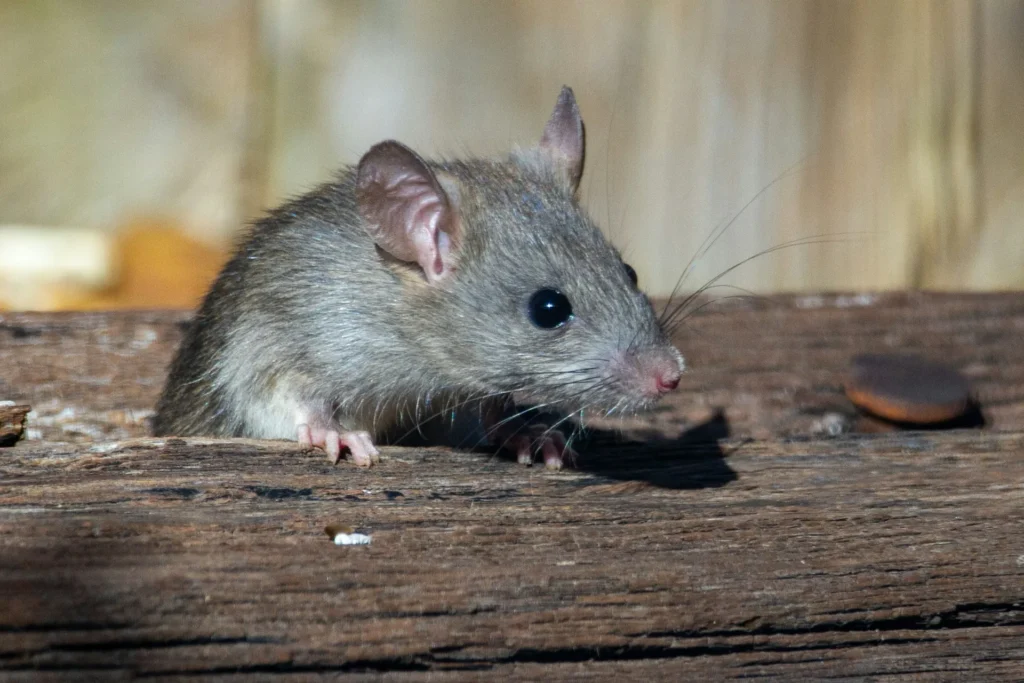 Why-Choose-Our-Rodent-Exterminators - Montclair Best Pest Pros | Montclair, CA